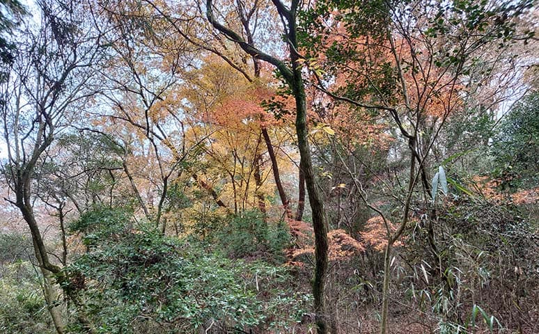 既存緑地を自然共生空間に