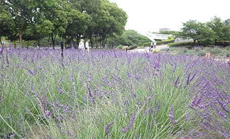 荒子川公園