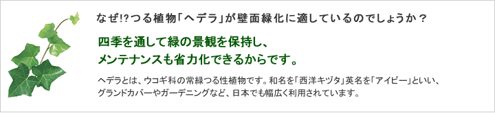 なぜ!?つる植物「ヘデラ」が壁面緑化に適しているのでしょうか?四季を通して緑の景観を保持し、メンテナンスも省力化できるからです。